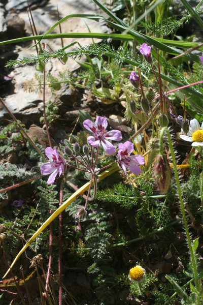 Erodium sebaceum, photographed by Oleg Kosterin