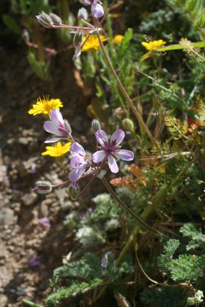 Erodium sebaceum, photographed by Oleg Kosterin