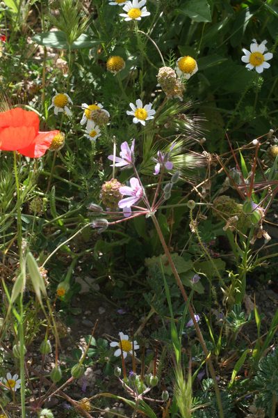 Erodium sebaceum, photographed by Oleg Kosterin