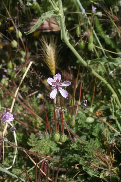 Erodium sebaceum, photographed by Oleg Kosterin