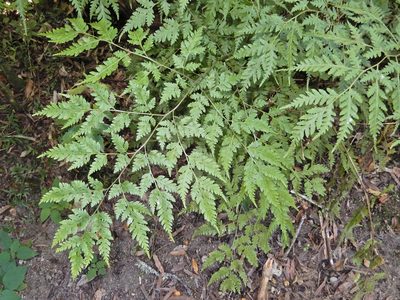 Pteris macilenta, photographed by Grey Smith