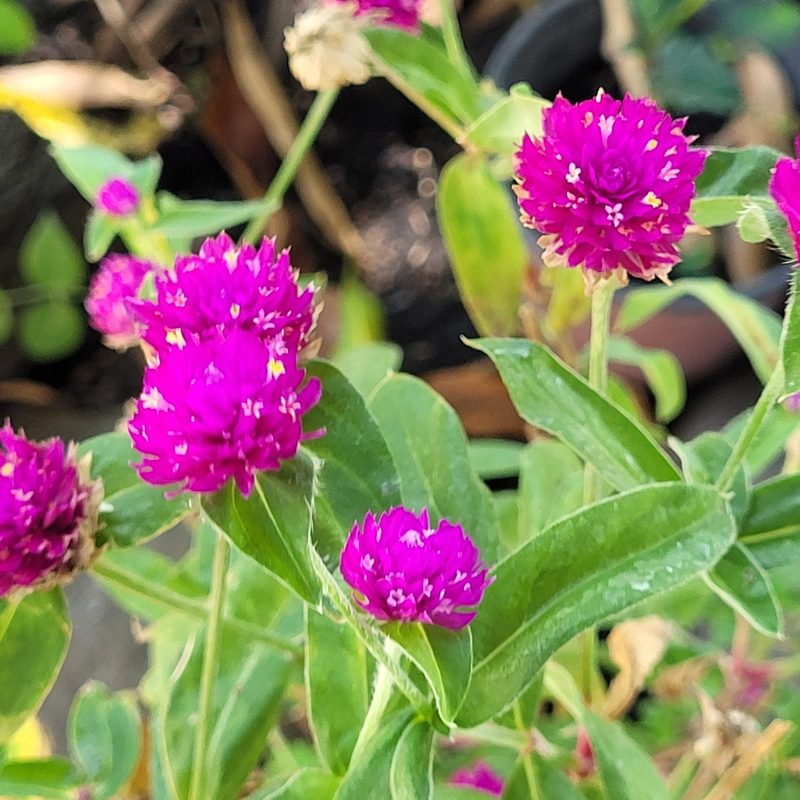 Gomphrena globosa, photographed by Maria Janeiro