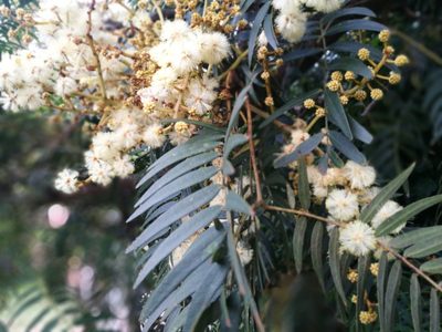Acacia elata, photographed by chrishorak
