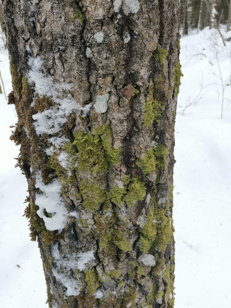 Radula lindenbergiana, photographed by Ilkka Kaita-aho