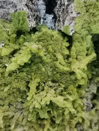 Radula lindenbergiana, photographed by Ilkka Kaita-aho