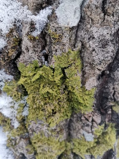 Radula lindenbergiana, photographed by Ilkka Kaita-aho