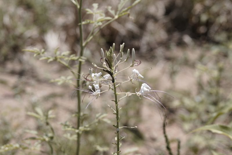 Tarenaya longicarpa, photographed by Tiago Lubiana