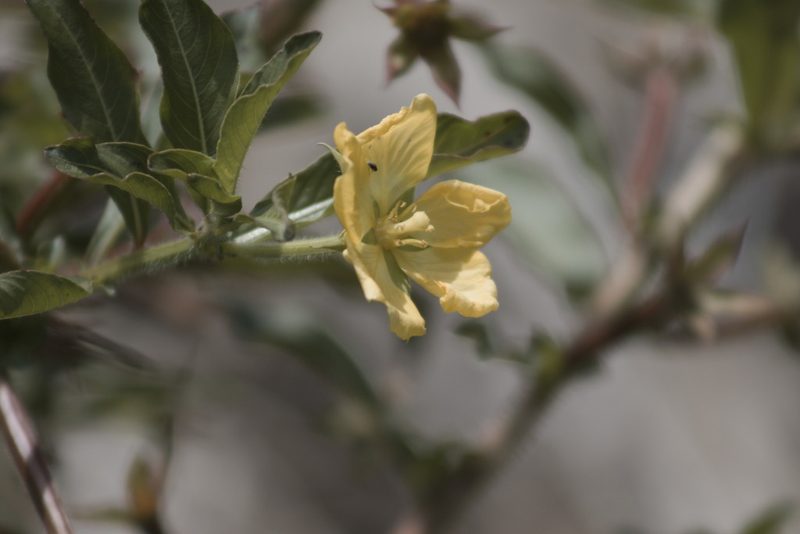 Ludwigia leptocarpa, photographed by Tiago Lubiana