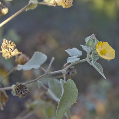 Abutilon palmeri, photographed by patrickc