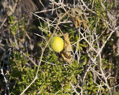 Cucumis dipsaceus, photographed by patrickc