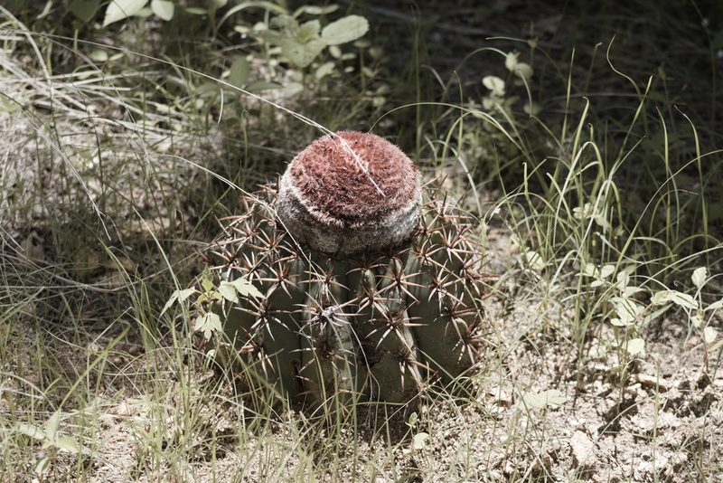 Melocactus zehntneri, photographed by Tiago Lubiana