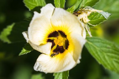 Turnera subulata, photographed by Melissa McMasters