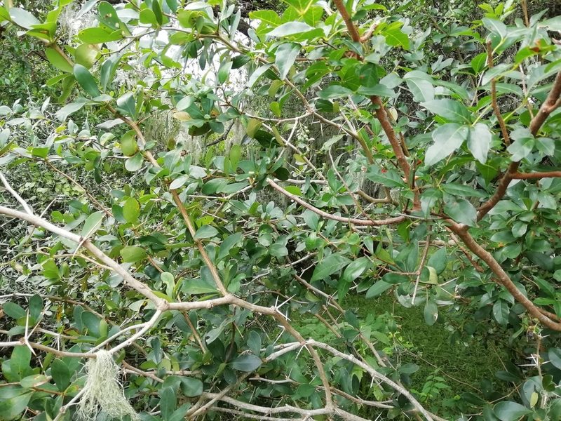 Berberis laurina, photographed by Agustina Medina