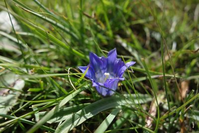Gentiana grandiflora, photographed by Aleksei Baushev