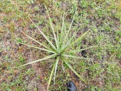 Eryngium pandanifolium, photographed by Agustina Medina