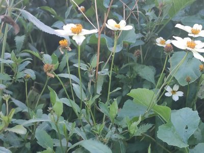 Bidens aurea, photographed by Darío Estraviz López