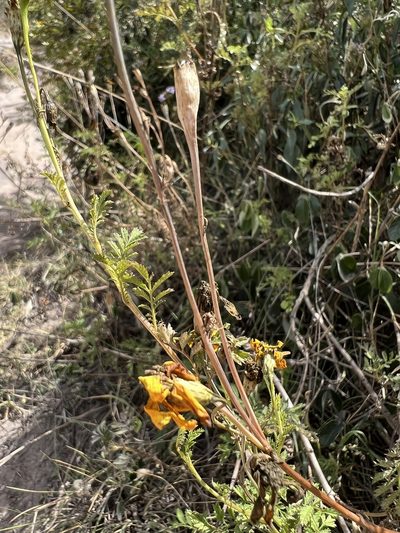 Tagetes zypaquirensis, photographed by Nicolás Baresch Uribe