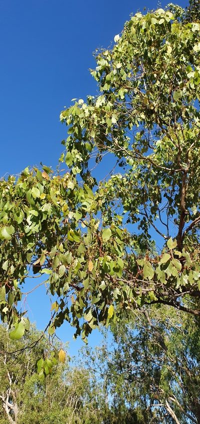 Eucalyptus populnea, photographed by Bethlea Bell