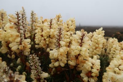Richea scoparia, photographed by Cowirrie