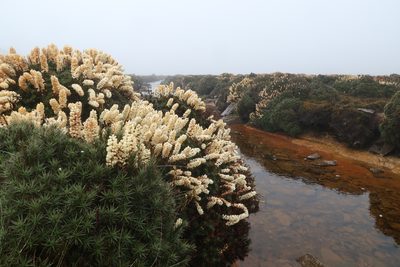 Richea scoparia, photographed by Cowirrie