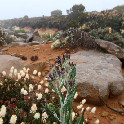 Senecio gunnii, photographed by Cowirrie