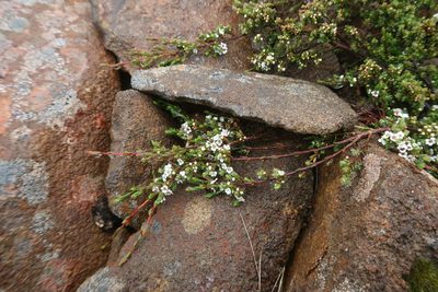 Baeckea gunniana, photographed by Cowirrie