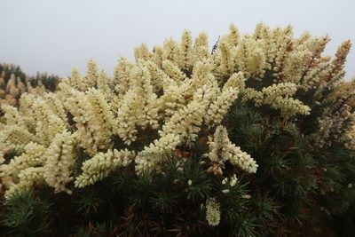 Richea scoparia, photographed by Cowirrie