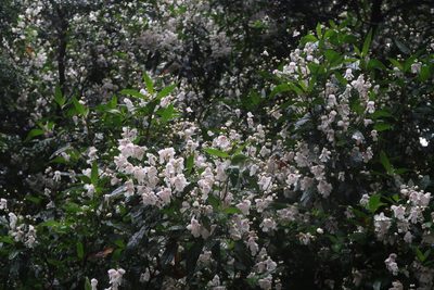 Prostanthera lasianthos, photographed by Cowirrie