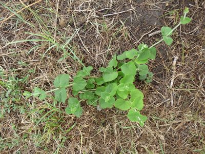 Mikania cordifolia, photographed by María Zeta