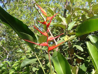 Heliconia latispatha, photographed by keesgroenendijk