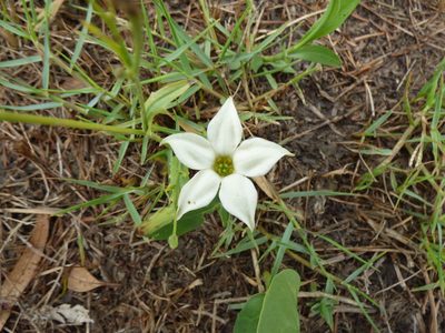 Jaborosa runcinata, photographed by María Zeta