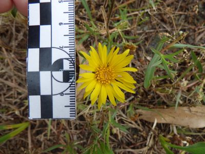 Grindelia scorzonerifolia, photographed by María Zeta