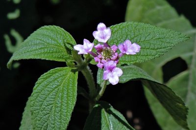 Lantana trifolia, photographed by Hugo Hulsberg