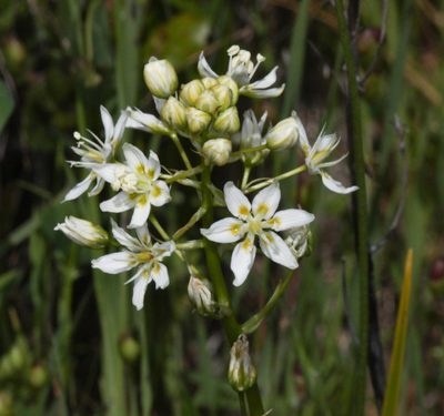Toxicoscordion fontanum, photographed by Scott Loarie