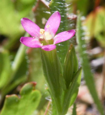 Zeltnera muehlenbergii, photographed by Scott Loarie