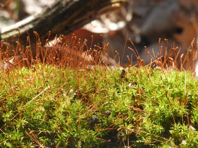 Atrichum angustatum, photographed by Michael J. Papay