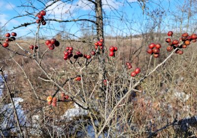 Ilex verticillata, photographed by aarongunnar