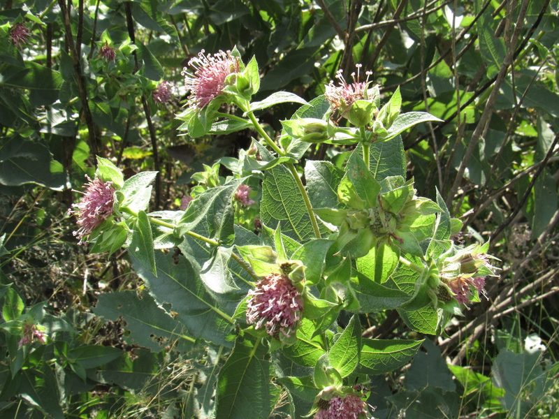 Lagascea helianthifolia, photographed by Oscar Alejandro Morales Juárez