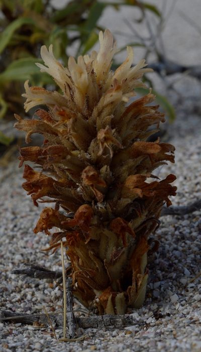 Orobanche chilensis, photographed by E Santos Ortega