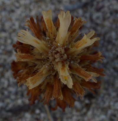 Orobanche chilensis, photographed by E Santos Ortega