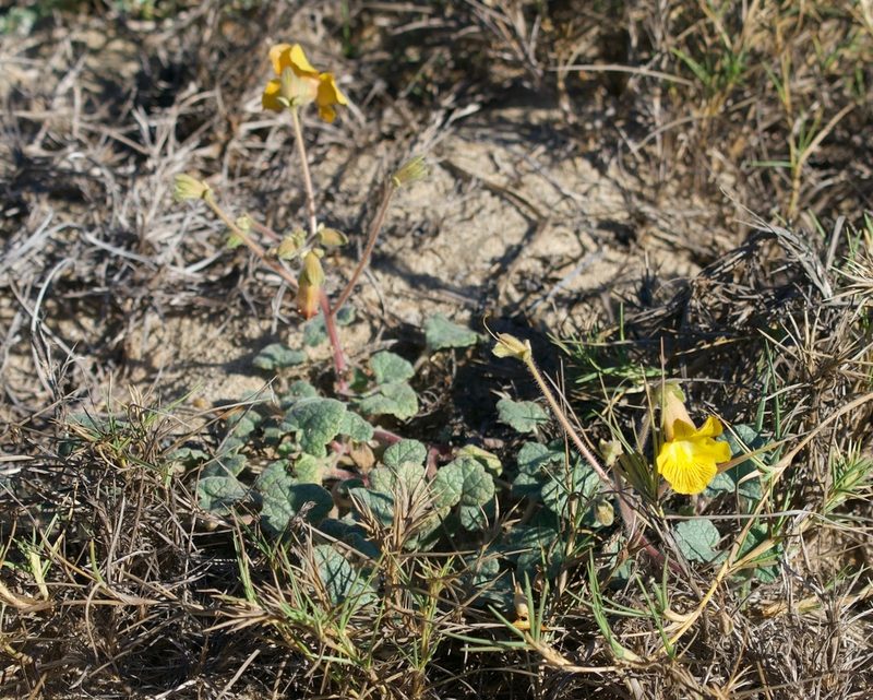 Proboscidea althaeifolia, photographed by Bill Levine