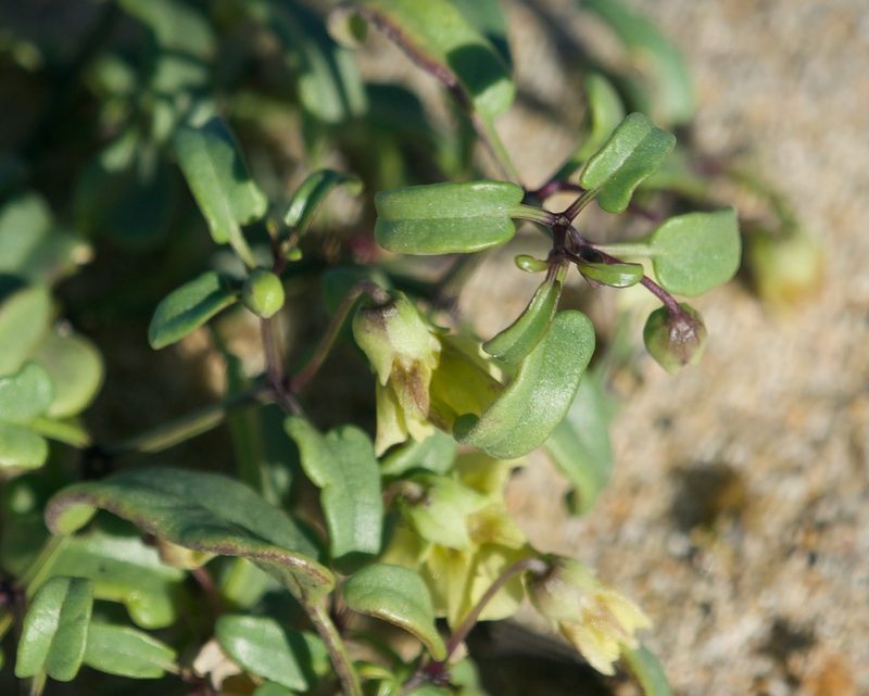 Physalis glabra, photographed by Bill Levine
