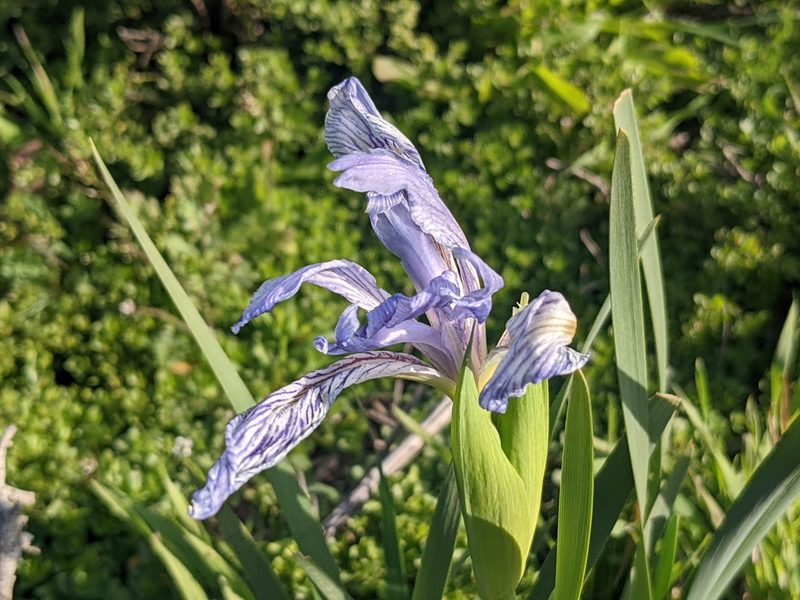 Iris longipetala, photographed by Zoltán Stekkelpak