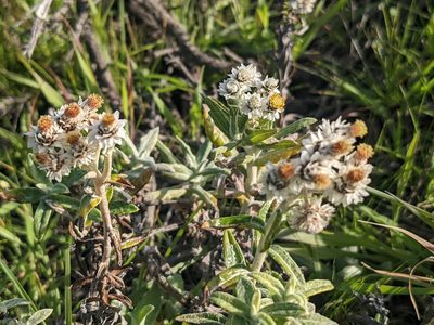 Anaphalis margaritacea, photographed by Zoltán Stekkelpak