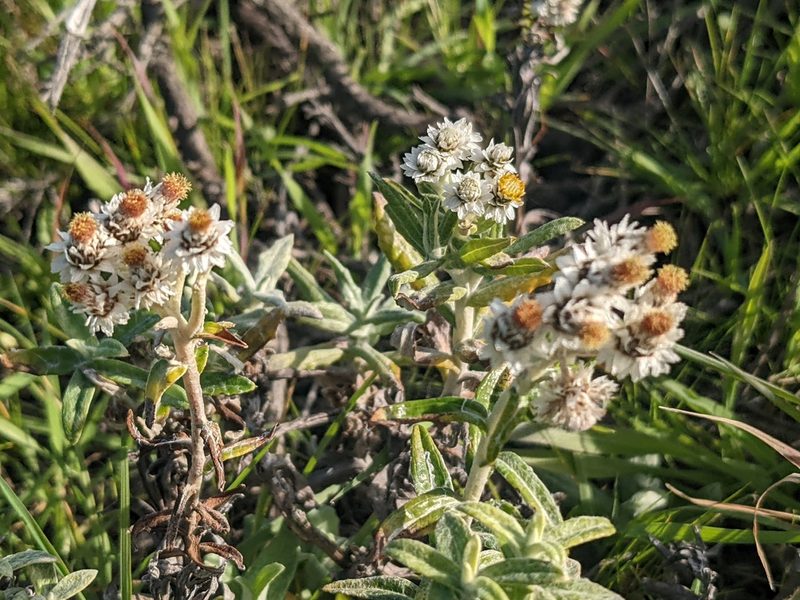 Anaphalis margaritacea, photographed by Zoltán Stekkelpak