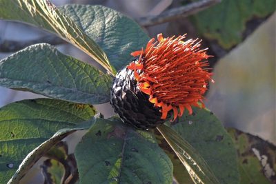 Cnicothamnus lorentzii, photographed by Hugo Hulsberg