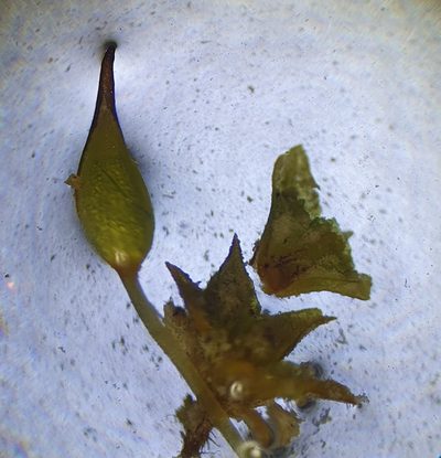 Pottiopsis caespitosa, photographed by Jonathan Hughes
