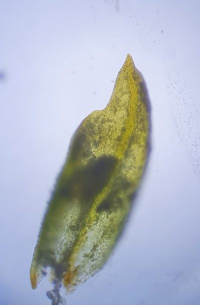 Pottiopsis caespitosa, photographed by Jonathan Hughes