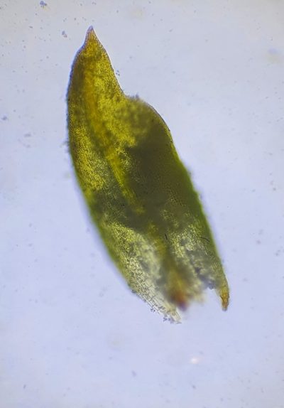 Pottiopsis caespitosa, photographed by Jonathan Hughes