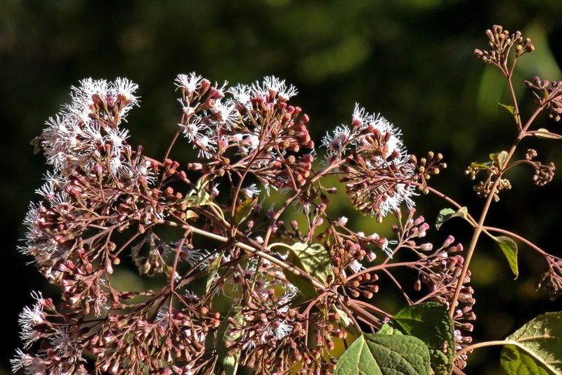 Kaunia saltensis, photographed by Hugo Hulsberg